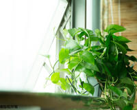 缺钾有什么症状和危害 吃什么食物才能补钾