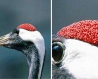 鹤顶红毒性有多大？鹤顶红的解药是什么？