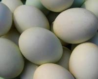 识别假鸭蛋的方法有什么？
