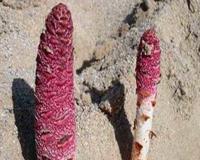 古代女人泄欲用具盘点 角先生与缅铃最受欢迎喜爱