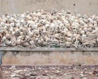 揭柬埔寨红色高棉大屠杀罪行 红色高棉对柬埔寨的残暴统治史