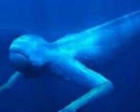 南极未知生物ningen 疑似日本人造人(高达30米)