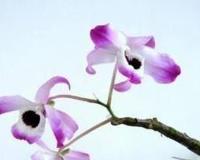 金钗石斛的功效