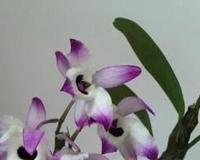 金钗石斛的功效