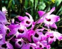 金钗石斛的功效