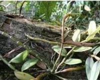 金钗石斛的功效