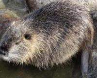 海狸鼠引发的惊天骗局 李天国创下的虚伪商业帝国