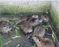 海狸鼠引发的惊天骗局 李天国创下的虚伪商业帝国