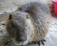 海狸鼠引发的惊天骗局 李天国创下的虚伪商业帝国