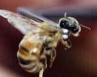 被蜜蜂蛰了怎么办？