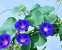 夕颜花的花语是什么？