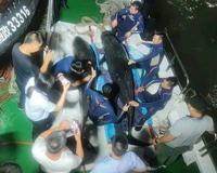 3头搁浅死亡瓜头鲸已被冷冻保存
