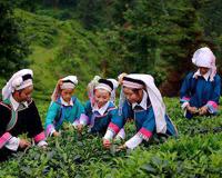 六月六是仙家的什么日子