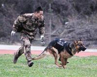 警校售淘汰犬最高拍出33万