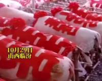 女子出嫁 娘家陪嫁288头猪