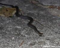 真足蛇是什么，如今所有蛇类的祖先(爬行动物)