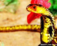 真足蛇是什么，如今所有蛇类的祖先(爬行动物)