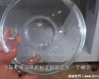 蚂蚁放进微波炉里加热会死吗，不会死(体积太小可以躲照射)
