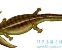 笠头螈的外形特征及介绍 是否真的已经灭绝了?