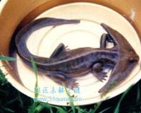 笠头螈的外形特征及介绍 是否真的已经灭绝了?