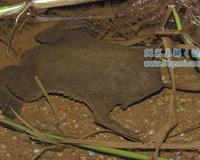 负子蟾:世界上最恶心的蟾蜍 密集恐惧症心中的噩梦