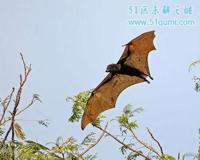 鼯猴:拥有滑翔技能的哺乳动物 是传说中的蝙蝠猴吗?