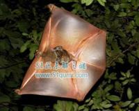 鼯猴:拥有滑翔技能的哺乳动物 是传说中的蝙蝠猴吗?