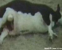 屠牛事件，母牛突然死在遥远山谷(外星人所杀)