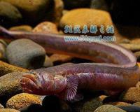 红狼牙鰕虎鱼:相貌凶猛的无毒鱼 不仅美味还有药用价值