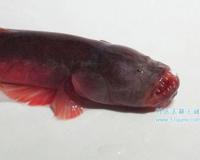 红狼牙鰕虎鱼:相貌凶猛的无毒鱼 不仅美味还有药用价值