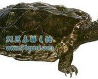 古巨龟:史上最大的海龟 具有强大咬合力体重2吨