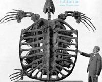 古巨龟:史上最大的海龟 具有强大咬合力体重2吨