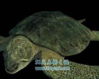 古巨龟:史上最大的海龟 具有强大咬合力体重2吨