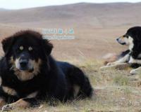 蒙古獒和藏獒有什么区别?对比起来哪个更加厉害?