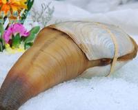 象拔蚌是什么梗?真正的象拔蚌多少钱一斤?