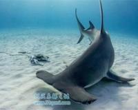 双髻鲨为什么长了个锤头脑袋?双髻鲨吃人吗?