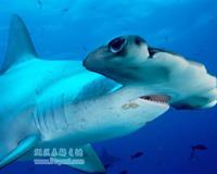 双髻鲨为什么长了个锤头脑袋?双髻鲨吃人吗?