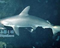 双髻鲨为什么长了个锤头脑袋?双髻鲨吃人吗?