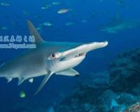 双髻鲨为什么长了个锤头脑袋?双髻鲨吃人吗?