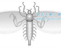 恐怖虫:很丑很温柔的生物 被证实是1.65亿年前的蚊子