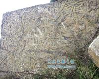 恐怖虫:很丑很温柔的生物 被证实是1.65亿年前的蚊子