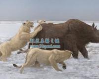 洞狮和剑齿虎哪个厉害?它又是怎么灭绝的?