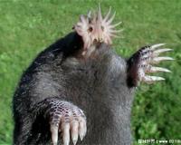 星鼻鼹鼠长相吓人吗?(吓人)