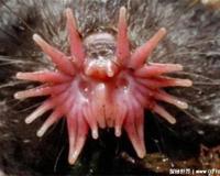 星鼻鼹鼠长相吓人吗?(吓人)