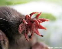 星鼻鼹鼠长相吓人吗?(吓人)