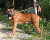 土佐犬:日本体型最大的斗犬 土佐犬和比特犬谁厉害?