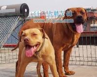 土佐犬:日本体型最大的斗犬 土佐犬和比特犬谁厉害?