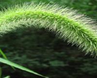 狗尾巴草的花语