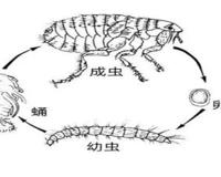蝉的一生是怎么样的