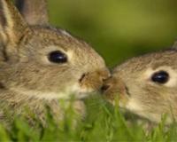 兔子拉稀的原因